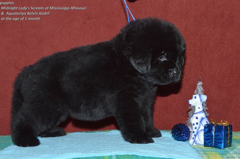 Фото: ньюфаундленд Aquatoriya Kelvin Kadril (Акватория Келвин Кадриль)