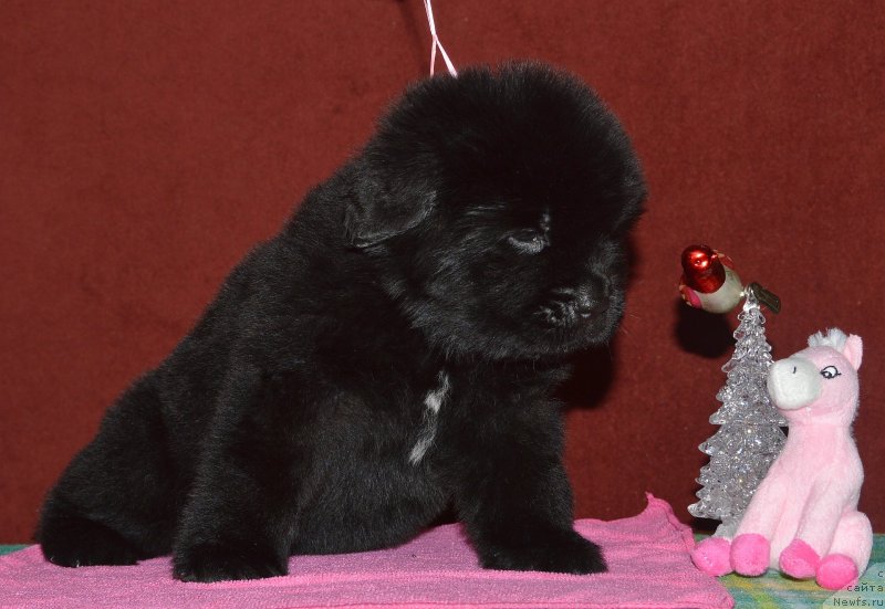 Фото: ньюфаундленд Aquatoriya Kelvin Kadril (Акватория Келвин Кадриль)