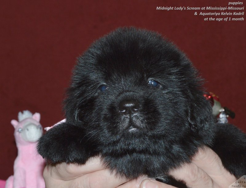 Фото: ньюфаундленд Aquatoriya Kelvin Kadril (Акватория Келвин Кадриль)