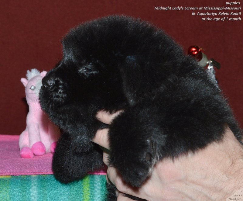 Фото: ньюфаундленд Aquatoriya Kelvin Kadril (Акватория Келвин Кадриль)