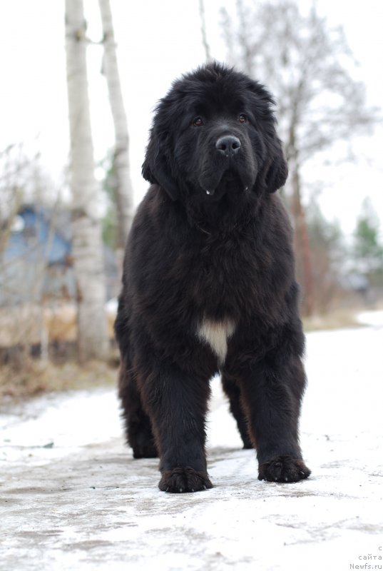 Фото: ньюфаундленд Fluffy Avalanch Yabba-Dabba-Doo (Флюфи Аваланч Ябба-Дабба-Доо)