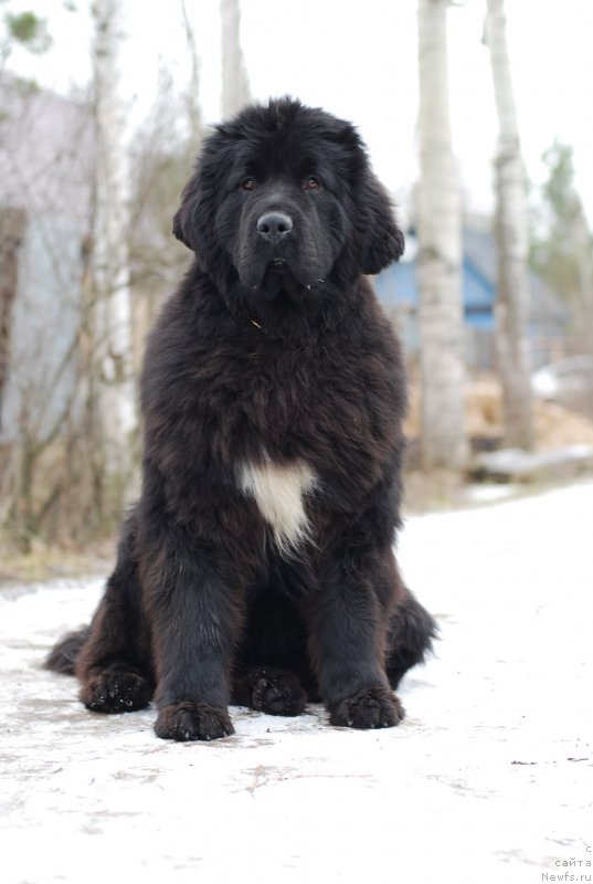 Фото: ньюфаундленд Fluffy Avalanch Yabba-Dabba-Doo (Флюфи Аваланч Ябба-Дабба-Доо)
