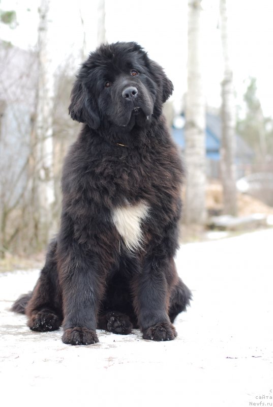 Фото: ньюфаундленд Fluffy Avalanch Yabba-Dabba-Doo (Флюфи Аваланч Ябба-Дабба-Доо)