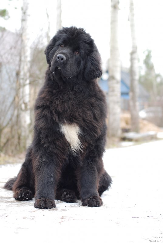Фото: ньюфаундленд Fluffy Avalanch Yabba-Dabba-Doo (Флюфи Аваланч Ябба-Дабба-Доо)