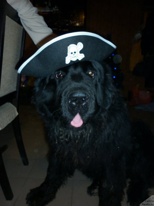 Фото: ньюфаундленд Severtan CHelentano (Севертан Челентано)