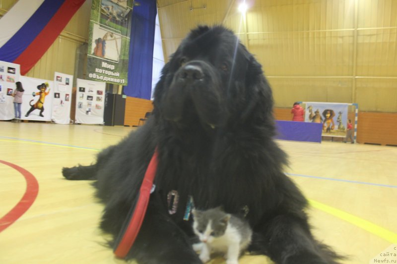 Фото: ньюфаундленд Omar SHerif (Омар Шериф)