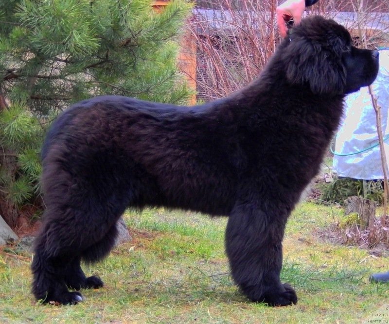 Фото: ньюфаундленд Smigar Love Story (Смигар Лав Стори)