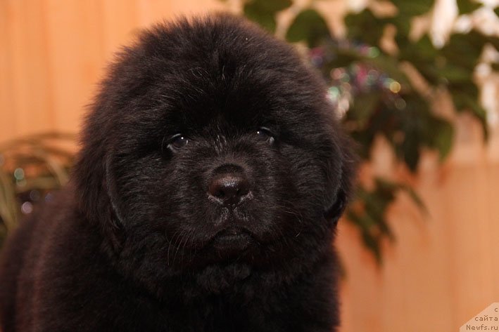 Фото: ньюфаундленд Emissar s Berega Dona (Эмиссар с Берега Дона)