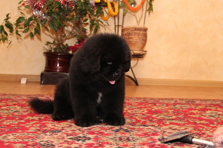 Фото: ньюфаундленд Emissar s Berega Dona (Эмиссар с Берега Дона)