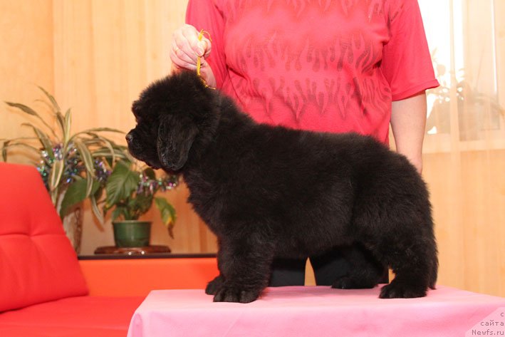 Фото: ньюфаундленд Eka Kralja s Berega Dona (Эка Краля с Берега Дона)