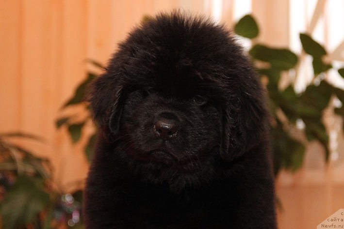 Фото: ньюфаундленд Eka Kralja s Berega Dona (Эка Краля с Берега Дона)