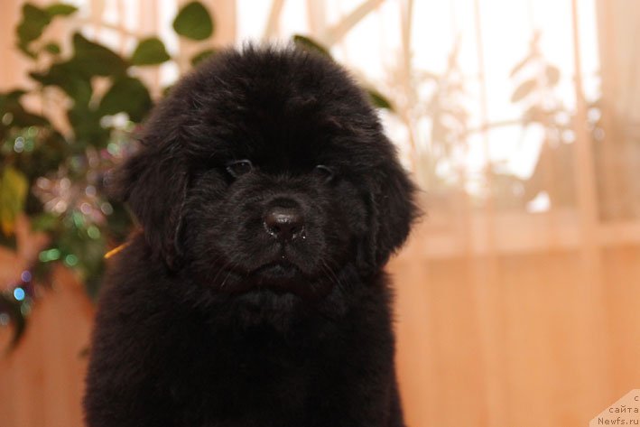 Фото: ньюфаундленд Eka Kralja s Berega Dona (Эка Краля с Берега Дона)