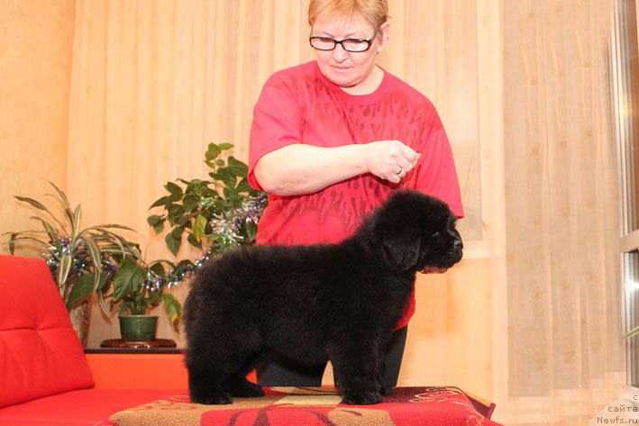 Фото: ньюфаундленд Eppl Blossom s Berega Dona (Эппл Блоссом с Берега Дона), Galina Artyushina (Галина Артюшина)