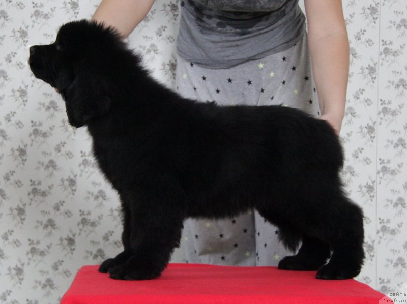 Фото: ньюфаундленд Akvian Song Normandiya (Аквиан Сонг Нормандия)