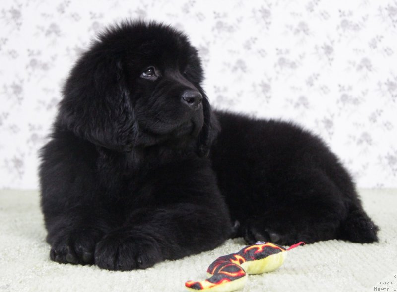 Фото: ньюфаундленд Akvian Song Normandiya (Аквиан Сонг Нормандия)