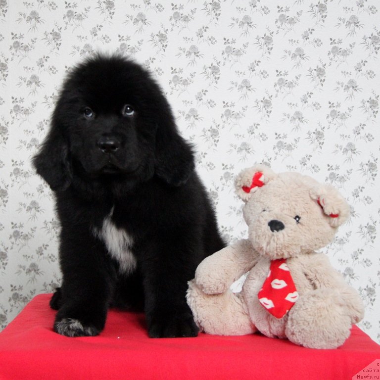 Фото: ньюфаундленд Akvian Song Niagara (Аквиан Сонг Ниагара)