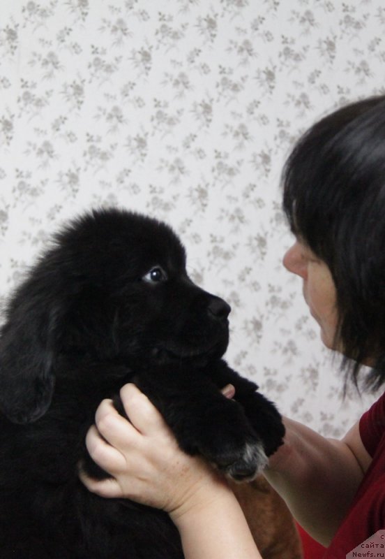 Фото: ньюфаундленд Akvian Song Niagara (Аквиан Сонг Ниагара)