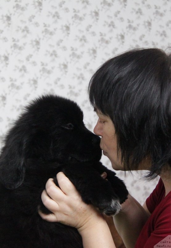 Фото: ньюфаундленд Akvian Song Niagara (Аквиан Сонг Ниагара)