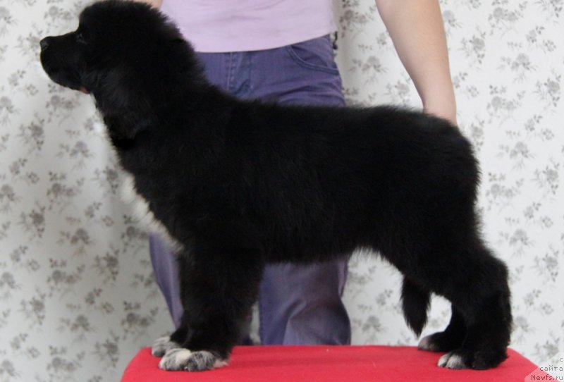 Фото: ньюфаундленд Akvian Song Neposeda (Аквиан Сонг Непоседа)