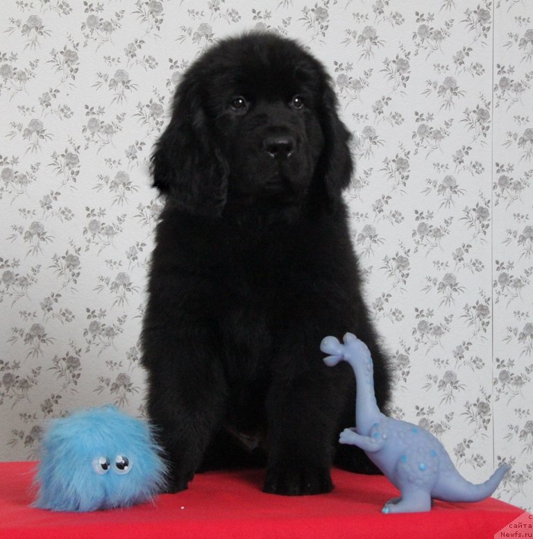 Фото: ньюфаундленд Akvian Song Nikolas (Аквиан Сонг Николас)