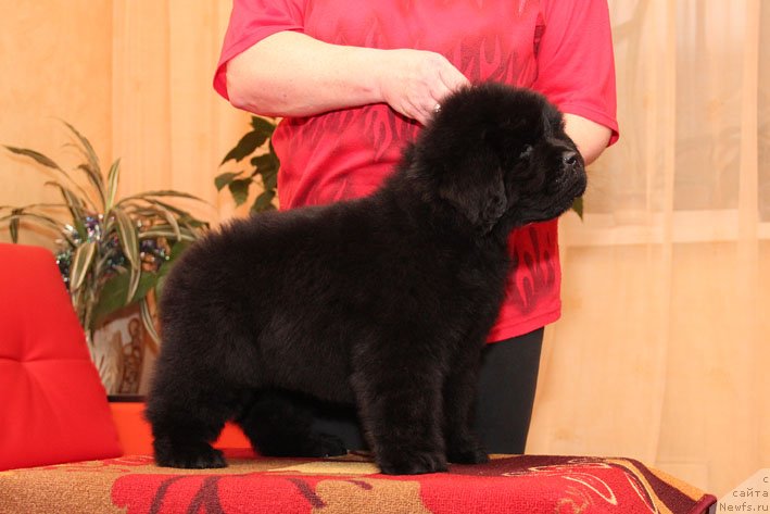 Фото: ньюфаундленд Eppl Blossom s Berega Dona (Эппл Блоссом с Берега Дона)