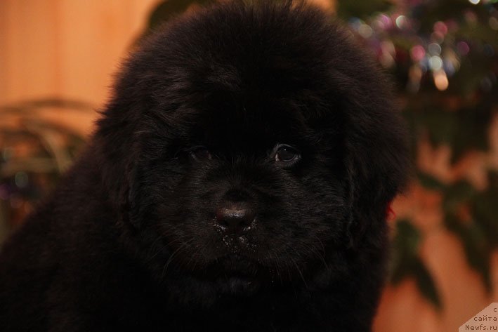 Фото: ньюфаундленд Eppl Blossom s Berega Dona (Эппл Блоссом с Берега Дона)