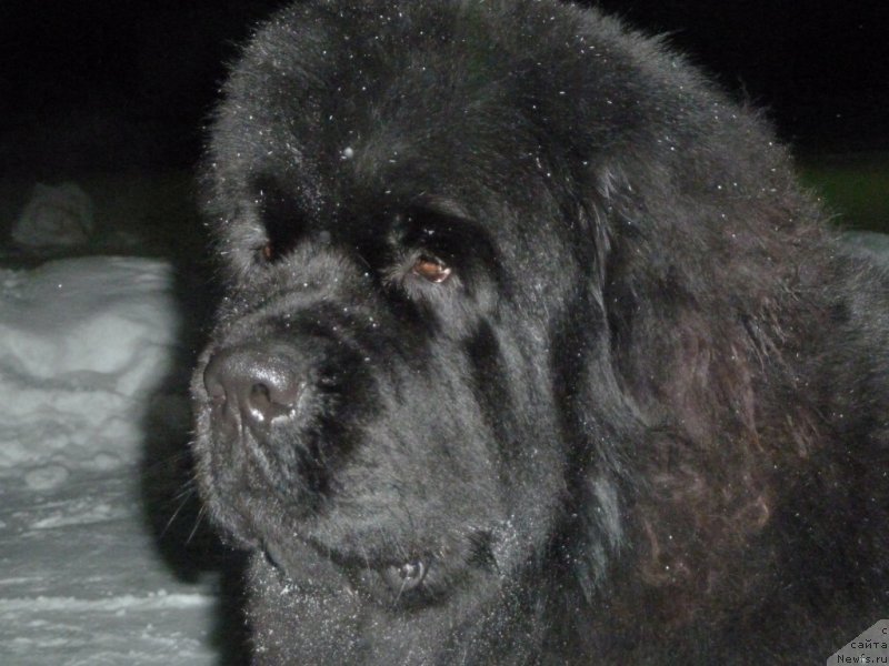 Фото: ньюфаундленд N'yufort Hart Breyker (Ньюфорт Харт Брейкер)