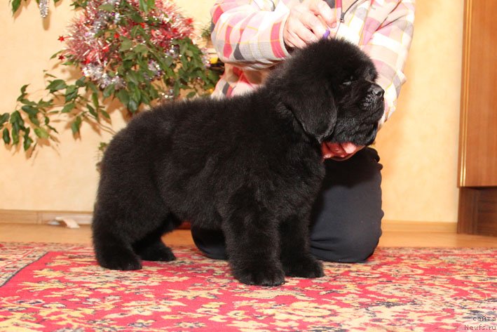 Фото: ньюфаундленд Eho Moskvy s Berega Dona (Эхо Москвы с Берега Дона)