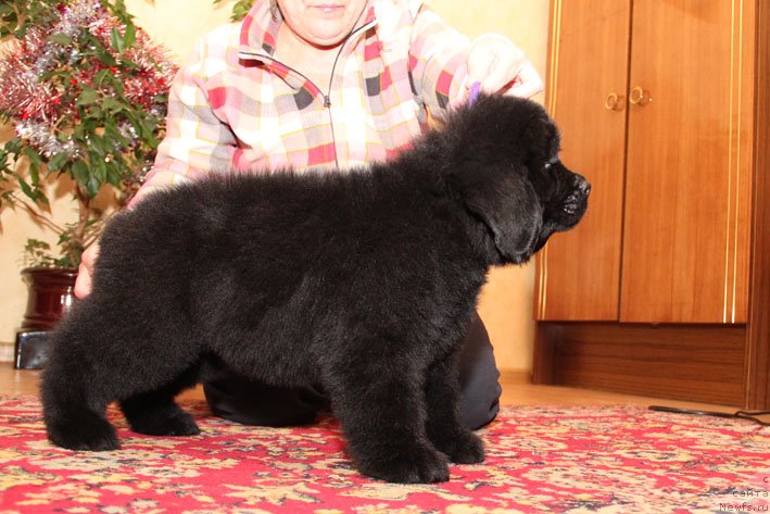 Фото: ньюфаундленд Eho Moskvy s Berega Dona (Эхо Москвы с Берега Дона)