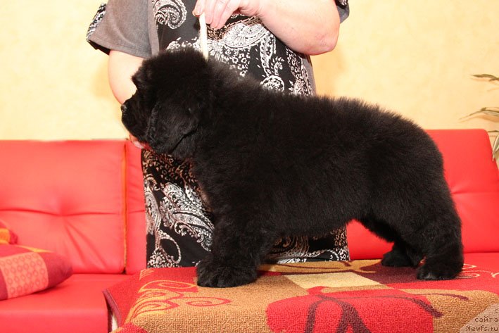 Фото: ньюфаундленд Eto Schast'e s Berega Dona (Это Счастье с Берега Дона)