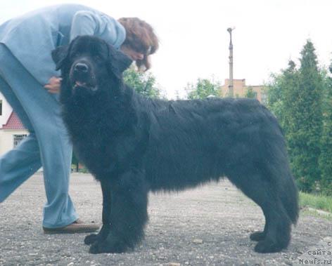 Фото: ньюфаундленд Joanna iz Plemeni Kedra (Жоанна из Племени Кедра)