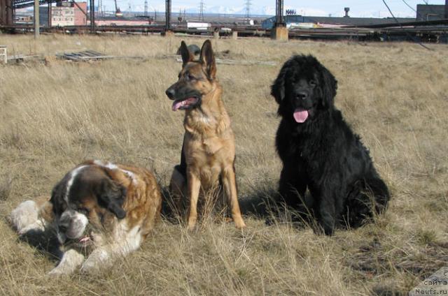 Фото: ньюфаундленд Zhasmine Severny Caprice iz Medvejyego Yara (Жасмин Северный Каприз из Медвежьего Яра)