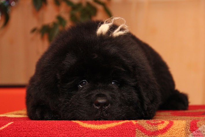 Фото: ньюфаундленд Eto Schast'e s Berega Dona (Это Счастье с Берега Дона)