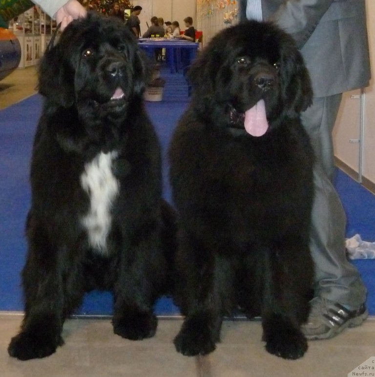 Фото: ньюфаундленд Dark Pride Vivienne (Дак Прайд Вивьен), и [d12072]