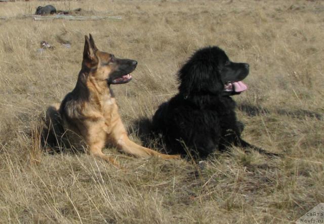 Фото: ньюфаундленд Zhasmine Severny Caprice iz Medvejyego Yara (Жасмин Северный Каприз из Медвежьего Яра)