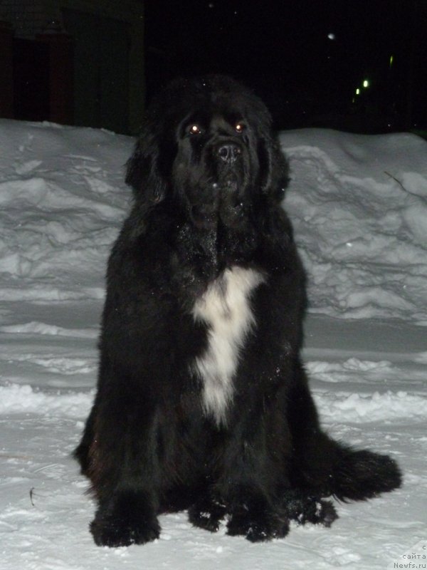 Фото: ньюфаундленд Dark Pride Vivienne (Дак Прайд Вивьен)