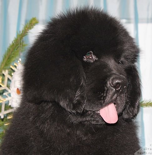 Фото: ньюфаундленд Dar Svezy Unika Sagitta (Дар Свезы Юника Сагитта)