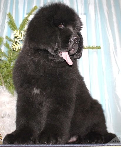 Фото: ньюфаундленд Dar Svezy Unika Sagitta (Дар Свезы Юника Сагитта)