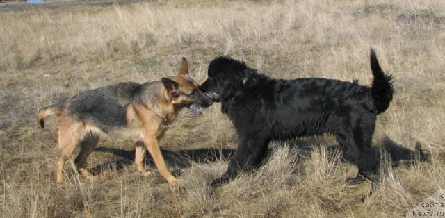 Фото: ньюфаундленд Zhasmine Severny Caprice iz Medvejyego Yara (Жасмин Северный Каприз из Медвежьего Яра)