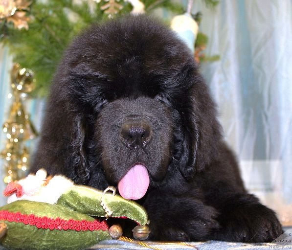 Фото: ньюфаундленд Dar Svezy Unika Sagitta (Дар Свезы Юника Сагитта)