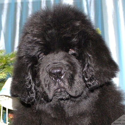 Фото: ньюфаундленд Dar Svezy Unika Sagitta (Дар Свезы Юника Сагитта)