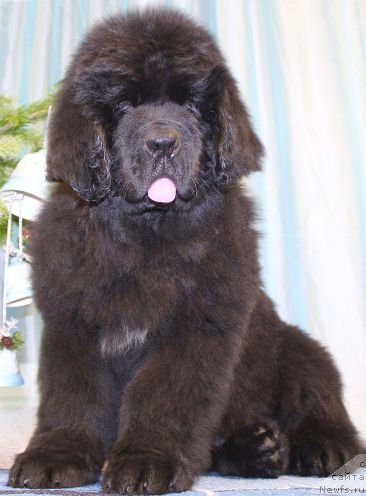 Фото: ньюфаундленд Dar Svezy Unika Sagitta (Дар Свезы Юника Сагитта)