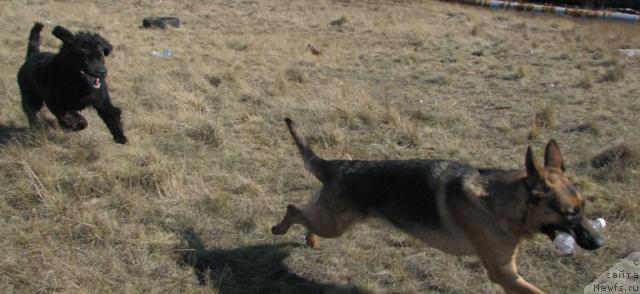 Фото: ньюфаундленд Zhasmine Severny Caprice iz Medvejyego Yara (Жасмин Северный Каприз из Медвежьего Яра)