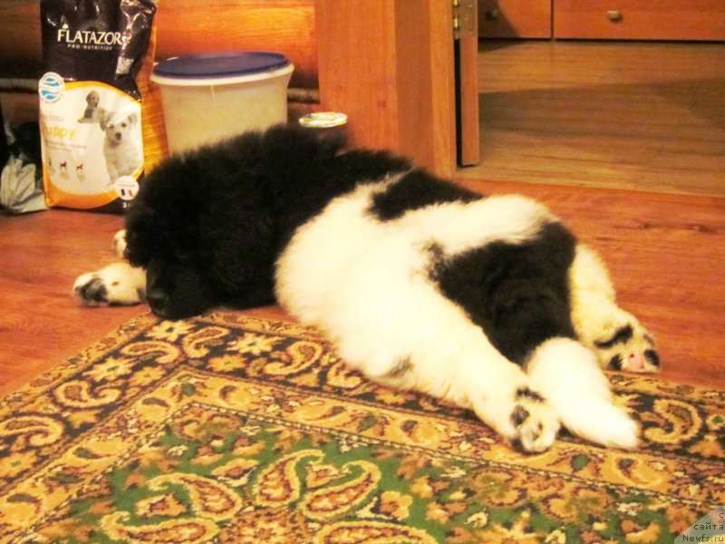 Фото: ньюфаундленд Plushevaya Panda Eau Belle Alyona (Плюшевая Панда Эау Белле Алыона)