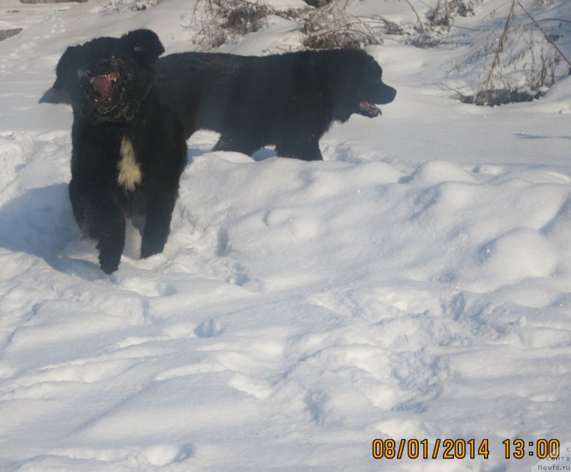 Фото: ньюфаундленд Golden Star Dream (Голден Стар Дреам)