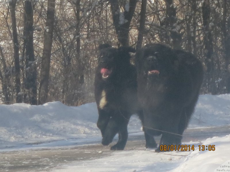 Фото: ньюфаундленд Golden Star Dream (Голден Стар Дреам), ньюфаундленд Glyanc Of Komets (Глянц Оф Кометс)