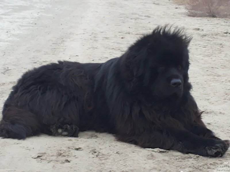 Фото: ньюфаундленд Kipr Kara Deniz (Кипр Кара Дениз)