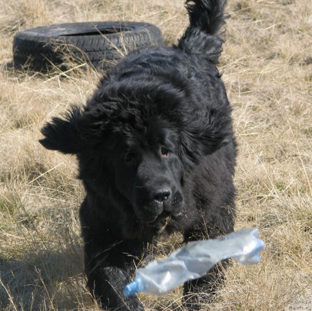 Фото: ньюфаундленд Zhasmine Severny Caprice iz Medvejyego Yara (Жасмин Северный Каприз из Медвежьего Яра)