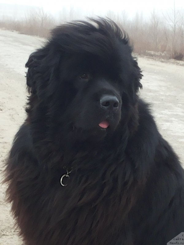 Фото: ньюфаундленд Kipr Kara Deniz (Кипр Кара Дениз)