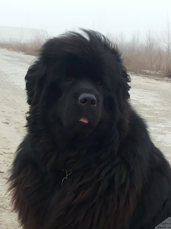 Фото: ньюфаундленд Kipr Kara Deniz (Кипр Кара Дениз)